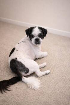 Shih Tzu Dogs Available for Adoption - Sir Tashi | PetCurious