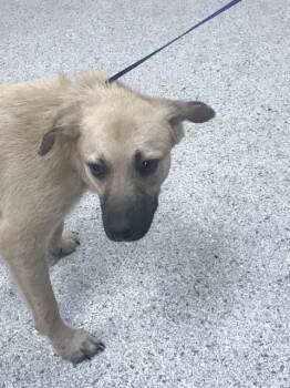 Australian Cattle Dog Blue Heeler and Anatolian Shepherd Dogs Available for Adoption in Conroe, Texas - A428423 | PetCurious