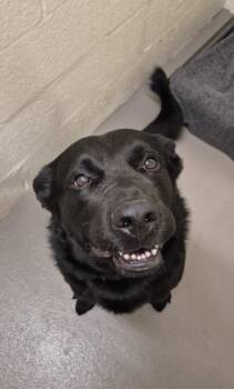 Labrador Retriever and Mixed Breed Dogs Available for Adoption in Hagerstown, Maryland - BOOMERANG | PetCurious