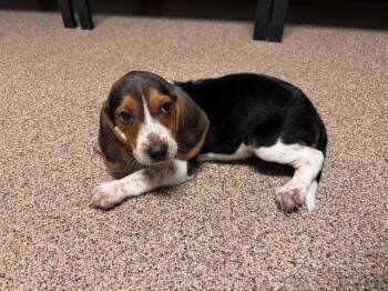 Copper *FH - Aloft Hotel DTO -  Beagle Dog for Adoption in Sanford, Florida - Copper *FH - Aloft Hotel DTO | PetCurious