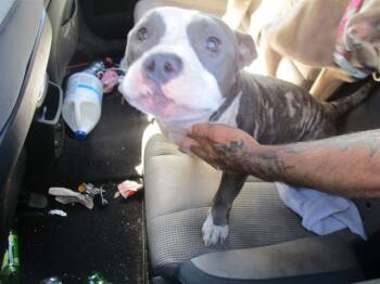 Rescue Pit Bull Terrier Dogs for Adoption in Ocala, Florida - STITCH | PetCurious