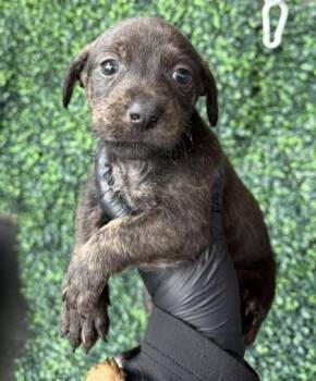 Mixed Breed Dogs Available for Adoption - 60633625 | PetCurious