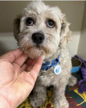 Abbie -  Poodle Dog for Adoption in Larkfield-wikiup, California - Abbie | PetCurious