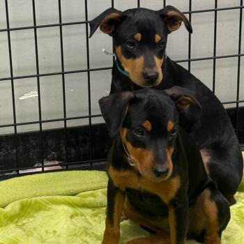 Klark -  Rat Terrier and Jack Russell Terrier Dog for Adoption in Normal, Illinois - Klark | PetCurious