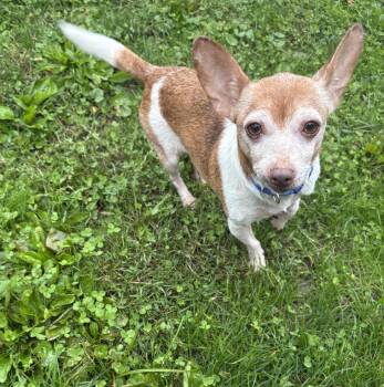 Faith -  Chihuahua Dog for Adoption in Ogontz Campus, Pennsylvania - Faith | PetCurious
