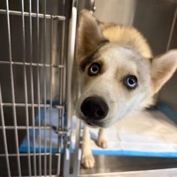 Frodo -  Siberian Husky Dog for Adoption in Greensboro, North Carolina - Frodo | PetCurious