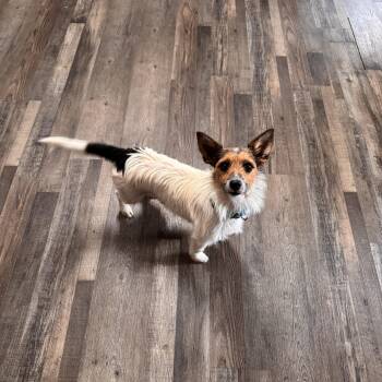 Rescue Parson Russell Terrier and Jack Russell Terrier Dogs for Adoption in Sequatchie, Tennessee - Buffy | PetCurious