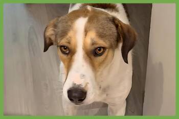 Rescue Hound and Labrador Retriever Dogs for Adoption in Amherst, Massachusetts - Jimmy | PetCurious