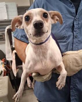 Mary -  Chihuahua Dog for Adoption in Creston, California - Mary | PetCurious