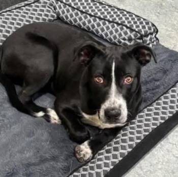 Labrador Retriever and Mixed Breed Dogs Available for Adoption - Belair | PetCurious