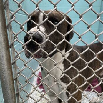 Rescue Mixed Breed Dogs for Adoption in Port Charlotte, Florida - Cash | PetCurious