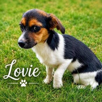Lovie -  Dachshund Dog for Adoption in Shreveport, Louisiana - Lovie | PetCurious