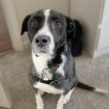 Frankie -  Cattle Dog and Mixed Breed Dog for Adoption in Rockville, Maryland - Frankie | PetCurious