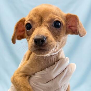 Paris -  Chihuahua Dog for Adoption in Nashville, Tennessee - Paris | PetCurious