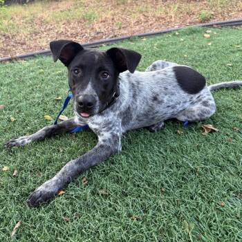 Fidget -  Australian Cattle Dog Blue Heeler and Border Collie Dog for Adoption in Austin, Texas - Fidget | PetCurious