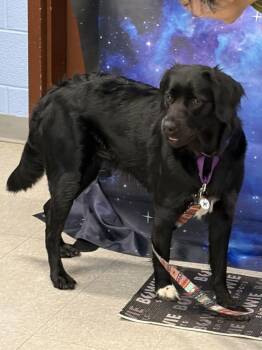 Galaxie -  Mixed Breed Dog Available for Adoption in Alexandria, Virginia - Galaxie | PetCurious