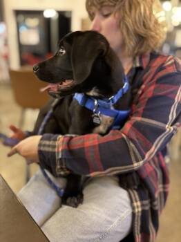Rescue Mastiff and Black Labrador Retriever Dogs for Adoption in Hillsborough, North Carolina - Tubs | PetCurious