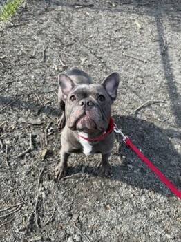 Mixed Breed Dogs Available for Adoption - Raven | PetCurious