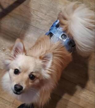 Pomeranian Dogs Available for Adoption in Gorham, Maine - Forest | PetCurious