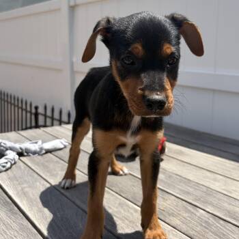 DaVinci -  Terrier and Dachshund Dog for Adoption in Ogontz Campus, Pennsylvania - DaVinci | PetCurious