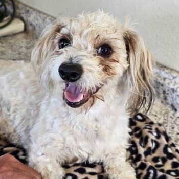 Maltese Dogs Available for Adoption in Yreka, California - Mandy | PetCurious