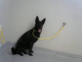 MAYA -  German Shepherd Dog Dog for Adoption in Pasadena, Texas - MAYA | PetCurious