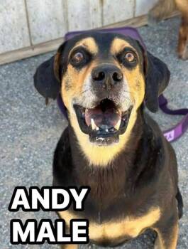 Andy -  Hound Dog for Adoption in Tucson, Arizona - Andy | PetCurious