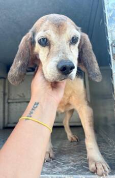 Beagle Dogs Available for Adoption in Conway, South Carolina - Senior Snoopy- Sweetest Beagle Boy Looking For Love! | PetCurious