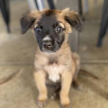 Baby Face -  Chihuahua and Terrier Dog for Adoption in Escondido, California - Baby Face | PetCurious