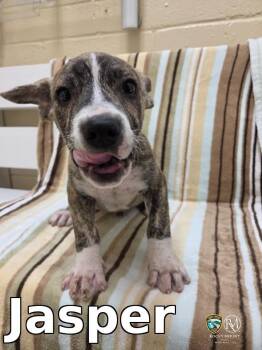 Jasper -  Pit Bull Terrier Dog for Adoption in Rocky Mount, North Carolina - Jasper | PetCurious