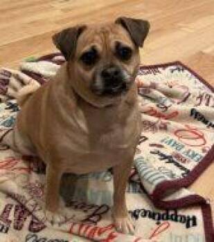 Olive -  Pug and Mixed Breed Dog for Adoption in West Chester, Pennsylvania - Olive | PetCurious