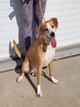 Rescue Beagle and Mixed Breed Dogs for Adoption in Louisville, Kentucky - BORON | PetCurious