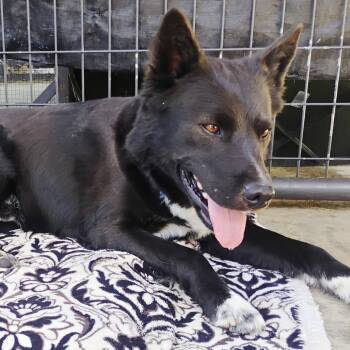 Rescue Husky and Border Collie Dogs for Adoption in Pagosa Springs, Colorado - Bear | PetCurious