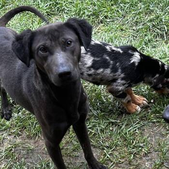 Rescue Black Labrador Retriever Dogs for Adoption in Brownstown, Indiana - Buster | PetCurious