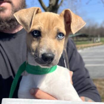 Mixed Breed Dogs Available for Adoption - Sailor | PetCurious
