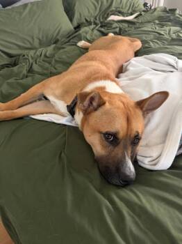 BECK -  Pit Bull Terrier and Jindo Dog for Adoption in Burbank, California - BECK | PetCurious