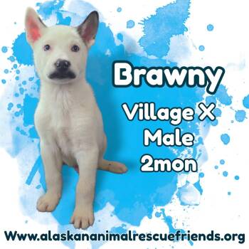 Brawny -  Husky and Shepherd Dog for Adoption in Anchorage, Alaska - Brawny | PetCurious