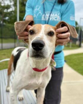 Colby -  Mixed Breed Dog for Adoption in Fairfax, Virginia - Colby | PetCurious