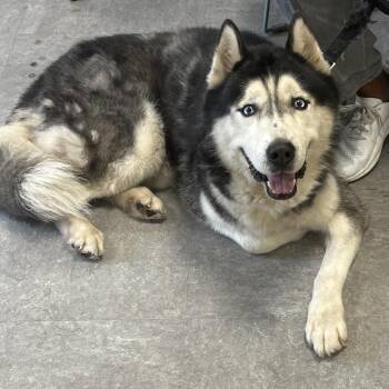 Duke -  Husky Dog for Adoption in Philadelphia, Pennsylvania - Duke | PetCurious