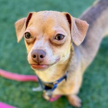 Bossy -  Chihuahua Dog for Adoption in Walnut Creek, California - Bossy | PetCurious