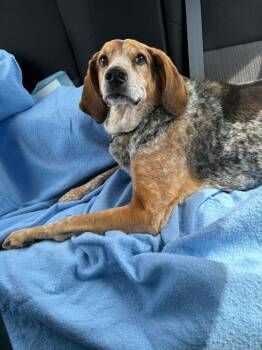 Hound Dogs Available for Adoption in Liverpool, New York - Dexter | PetCurious