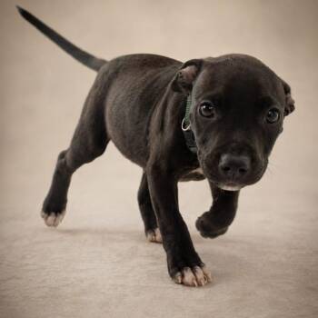 American Bulldog Dogs Available for Adoption in Miami, Florida - Zenitsu | PetCurious