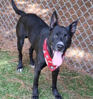 Bay -  Mixed Breed Dog for Adoption in Athens, Georgia - Bay | PetCurious
