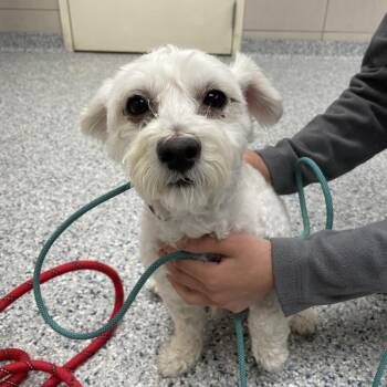 Osi -  Poodle Dog for Adoption in Chicago, Illinois - Osi | PetCurious