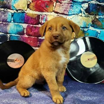 Shepherd Dogs Available for Adoption in Austin, Texas - Daughtry AL | PetCurious