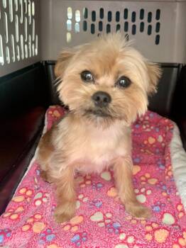 Shih Tzu and Yorkshire Terrier Dogs Available for Adoption - Loui | PetCurious