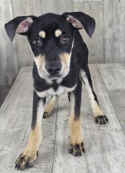 Dandelion -  Hound and Mixed Breed Dog for Adoption in Shreveport, Louisiana - Dandelion | PetCurious