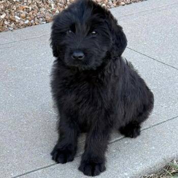 Poodle and Mixed Breed Dogs Available for Adoption - Barkley | PetCurious