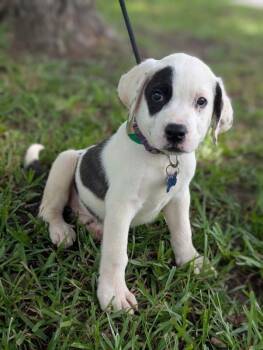 Naomi -  Great Pyrenees and Mixed Breed Dog for Adoption in Aiken, South Carolina - Naomi | PetCurious