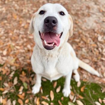 Mixed Breed Dogs Available for Adoption - Olive | PetCurious